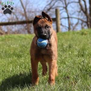 Easton, Belgian Malinois Puppy
